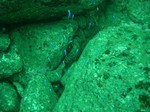 ソラスズメダイ