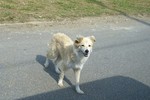 dog.JPG