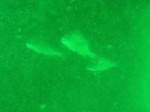 sCIMG0943.JPG