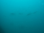 sCIMG0964.JPG