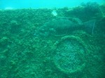 sCIMG0980.JPG