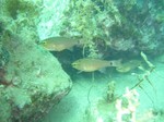 sCIMG1020.JPG