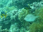 sCIMG0018.JPG