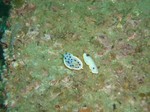 sCIMG0051.JPG