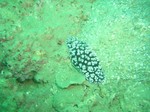 コイボウミウシ