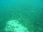 小魚の群れ