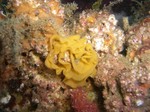 ウミウシ卵