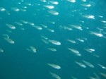 小魚群れ