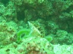 コウライトラギス