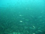 小魚群れ