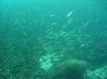 小魚群れ2