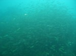 小魚群れ3