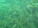 小魚群れ4